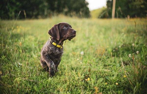exercise tracker for dogs exercise tracker for dogs
