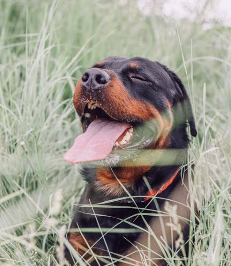 exercise tracker for dogs exercise tracker for dogs