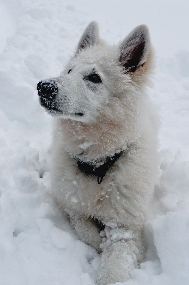 white dog 