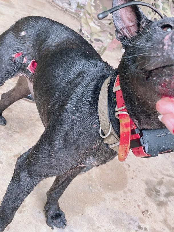 wounded hunting dog wounded hunting dog